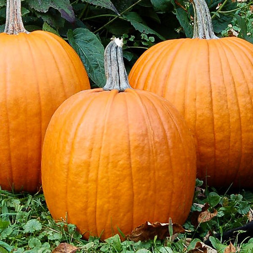 Three vibrant orange pumpkins on green grass with fall leaves. Perfect for autumn harvest, Halloween, and seasonal decor.