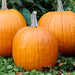 Three vibrant orange pumpkins on green grass with fall leaves. Perfect for autumn harvest, Halloween, and seasonal decor.
