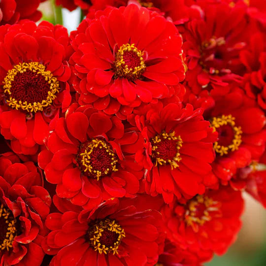 Vibrant red Zinnia flowers in full bloom with yellow centers. Perfect for gardens & bouquets.