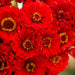 Vibrant red Zinnia flowers in full bloom with yellow centers. Perfect for gardens & bouquets.