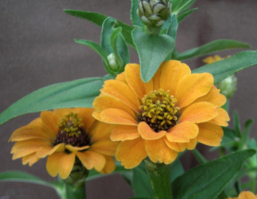 Vibrant orange zinnia flowers blooming with green leaves and developing buds.