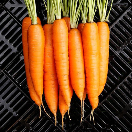 Fresh orange carrots with green tops on a dark grate. Healthy, vibrant root vegetables, garden harvest.