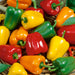 Fresh red, yellow, orange, and green bell peppers in a basket. Colorful sweet peppers, healthy produce.