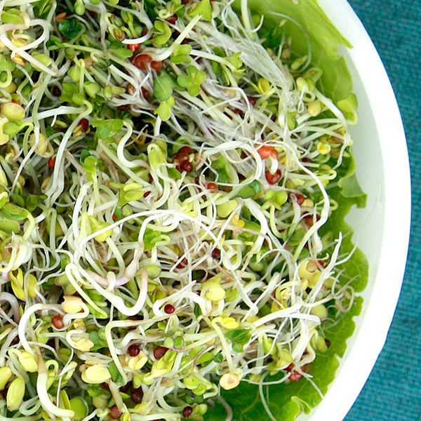 Vibrant fresh mixed sprouts in a white bowl with lettuce. Healthy, organic microgreens, salad topping.