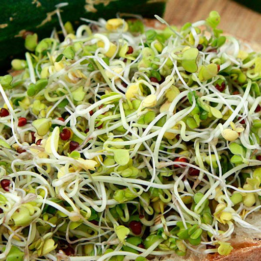 Vibrant mixed sprouts on toast: green leaves, white stems, and red seeds. Healthy, nutritious microgreens.