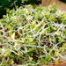 Vibrant mixed sprouts on toast: green leaves, white stems, and red seeds. Healthy, nutritious microgreens.