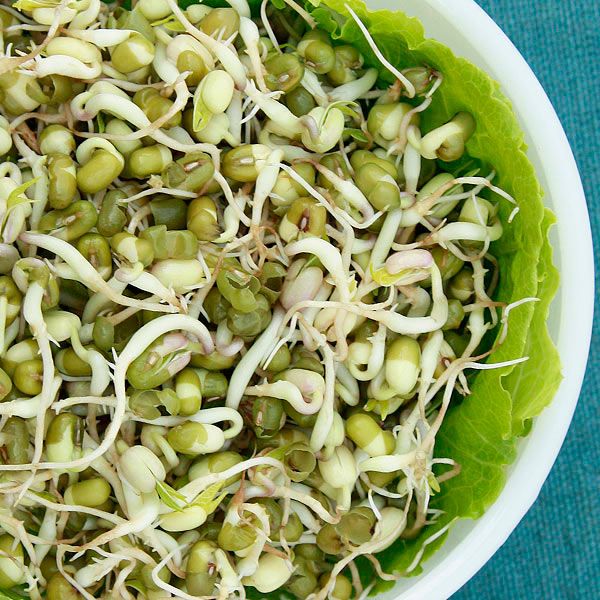 Fresh mung bean sprouts in a white bowl with green lettuce, healthy vegan food.