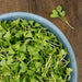 Fresh green microgreens in a blue bowl on a rustic wooden table. Healthy, nutritious salad greens.