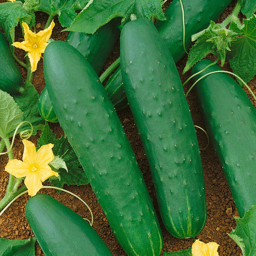 Harvest-ready green cucumbers on a vine with yellow blossoms and leaves in rich garden soil.