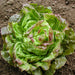 Healthy red-tipped green lettuce plant in a garden bed. Fresh, homegrown salad vegetable.