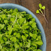 Vibrant green microgreens in a blue bowl on a rustic wooden table. Fresh, healthy sprouts.
