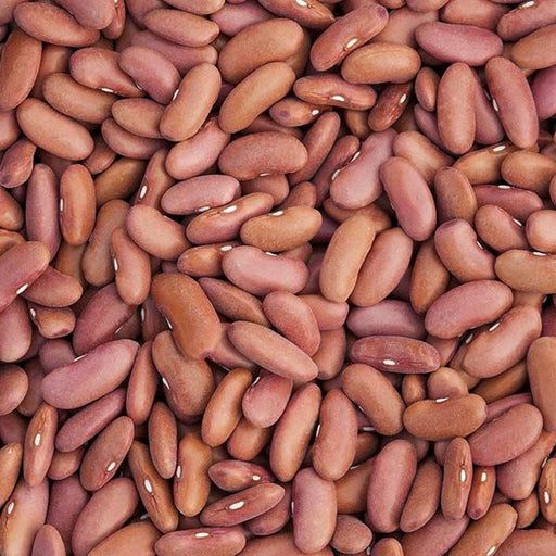 Heap of raw, reddish-brown kidney beans with visible white hilum. Perfect for hearty chilis, stews, and soups.