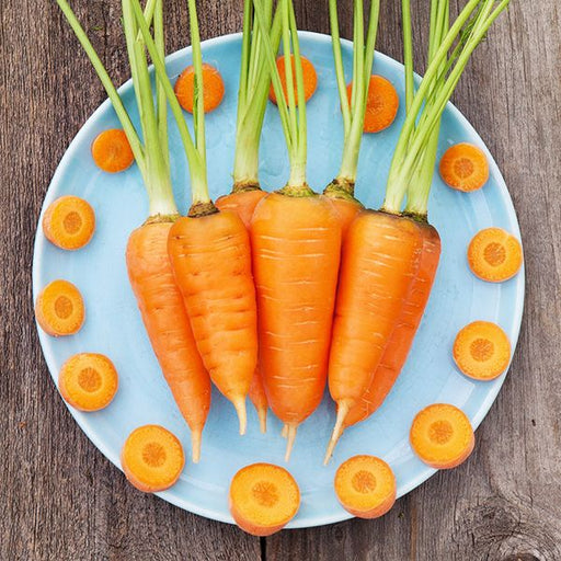 Fresh whole orange carrots with green tops and sliced rounds arranged on a blue plate. Healthy raw vegetables.