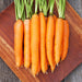 Fresh orange carrots with green tops on a dark wood board. Organic root vegetables, healthy produce.