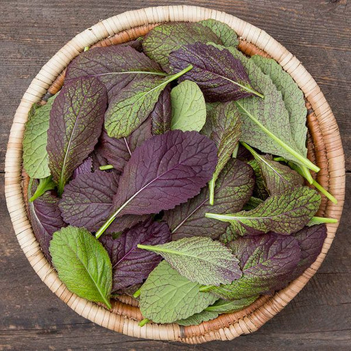 Woven basket filled with fresh red and green leafy mustard greens. Organic vegetables, healthy harvest.