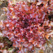 Vibrant red oak leaf lettuce plant with ruffled leaves, growing fresh in a garden.