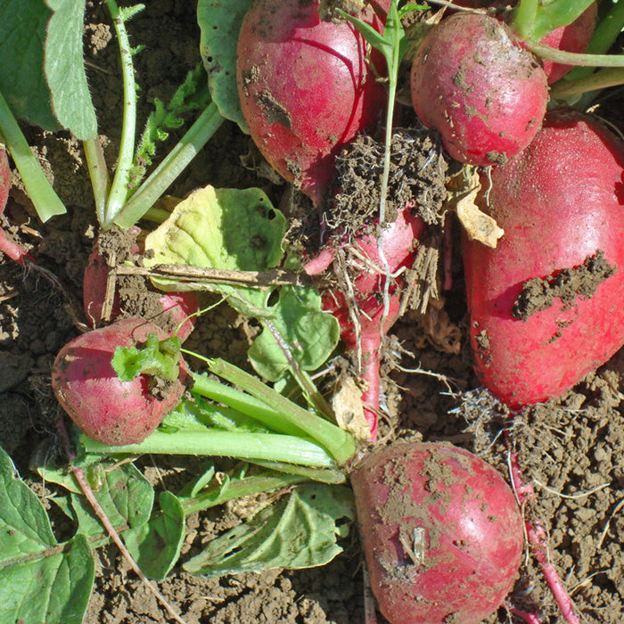 Fresh red radishes growing in rich garden soil with green leaves, ready for harvest.