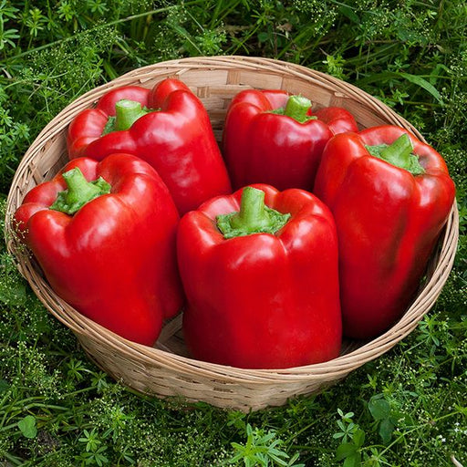 Vibrant red bell peppers in a woven basket. Fresh garden harvest, organic vegetables on green grass.