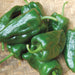 Fresh dark green poblano peppers on a woven mat. Great for grilling, stuffing, and Mexican cuisine.