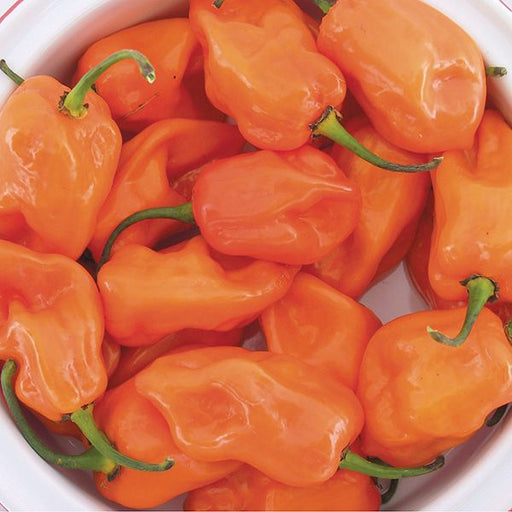 Vibrant orange habanero chili peppers with green stems, perfect for adding heat to recipes.