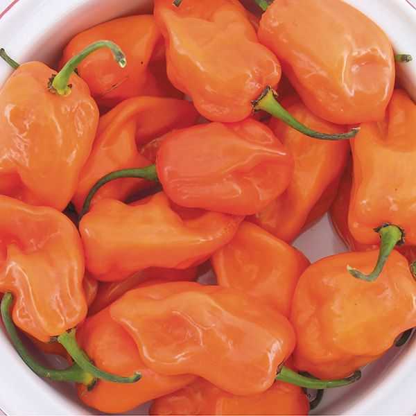 Vibrant orange habanero chili peppers with green stems, perfect for adding heat to recipes.