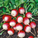 Vibrant red and white radishes with green tops, freshly picked from rich soil. Healthy garden produce.