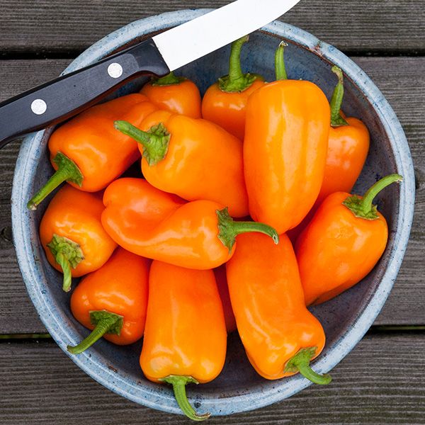 Bowl of fresh, vibrant orange mini bell peppers with a knife on a rustic wooden surface. Healthy cooking ingredients.