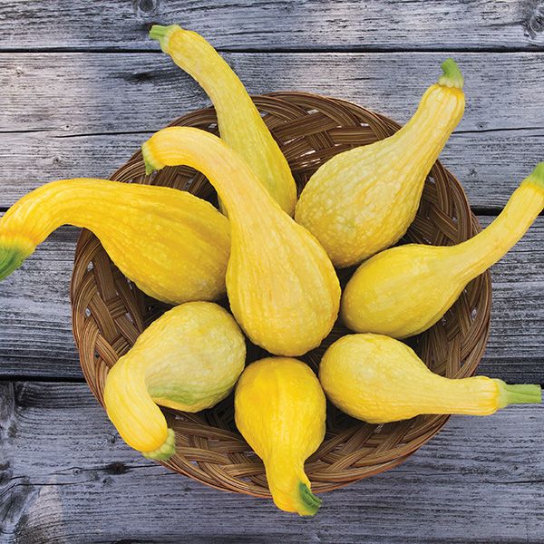 Fresh yellow crookneck summer squash in a woven basket on a rustic wooden table. Garden harvest.