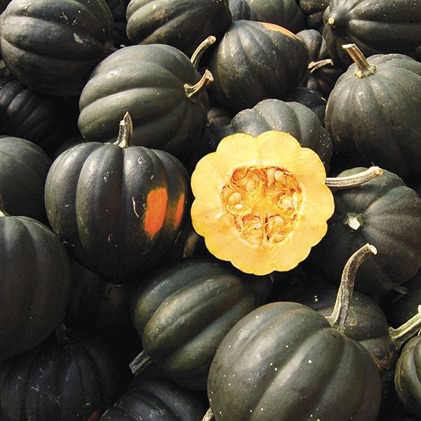 Dark green acorn squash pile with one cut open, revealing yellow flesh and seeds. Fresh, healthy winter produce.