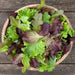 Organic mixed greens: red and green lettuce in a wood bowl. Fresh salad, healthy eating.