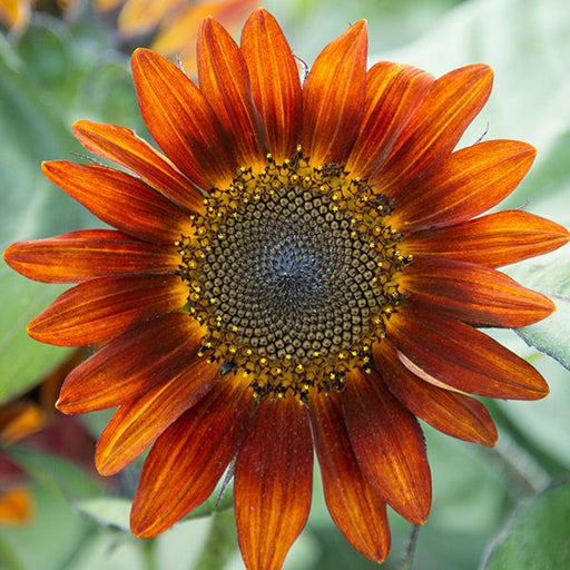 Burnt orange sunflower bloom, dark brown center, yellow pollen. Unique garden flower.