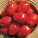 Fresh red Roma tomatoes in a woven straw basket. Ripe, vibrant plum tomatoes for cooking or canning.