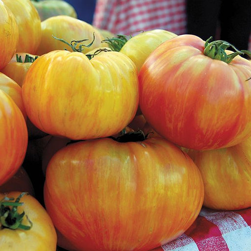 Fresh yellow and orange striped heirloom tomatoes on a market table.