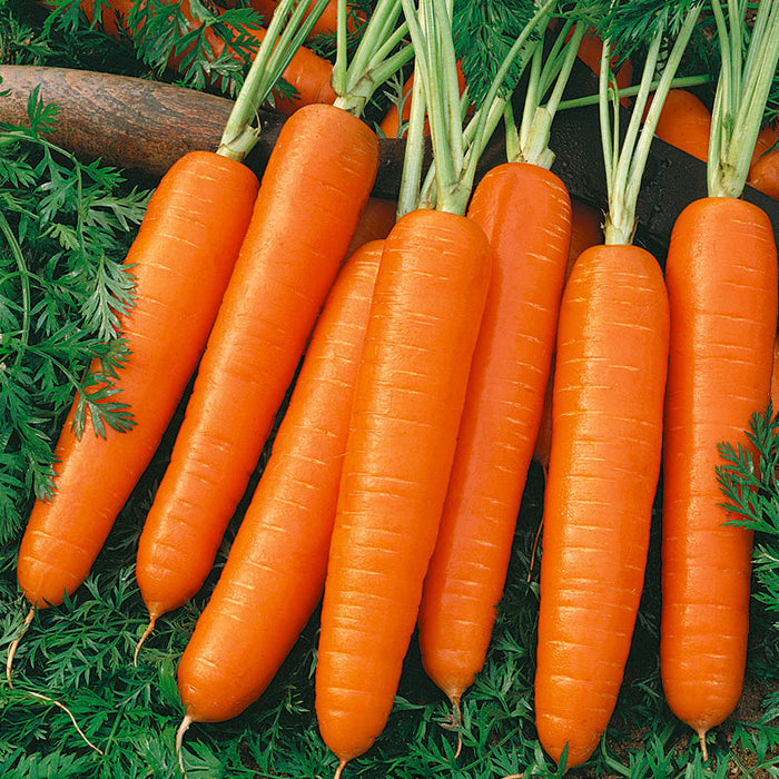 Freshly harvested organic orange carrots with vibrant green tops on lush garden foliage.