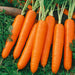 Freshly harvested organic orange carrots with vibrant green tops on lush garden foliage.