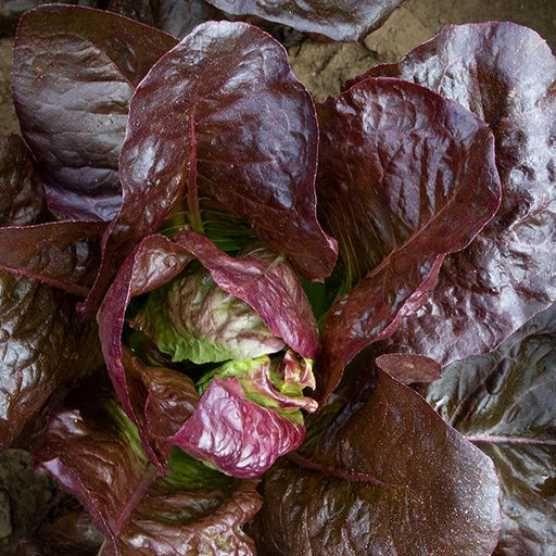 Fresh red lettuce plant with dark burgundy leaves, showing lighter inner growth. Healthy salad greens.
