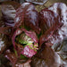 Fresh red lettuce plant with dark burgundy leaves, showing lighter inner growth. Healthy salad greens.