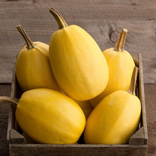 Fresh yellow spaghetti squash in a rustic wooden crate, ready for cooking. Healthy winter vegetable.