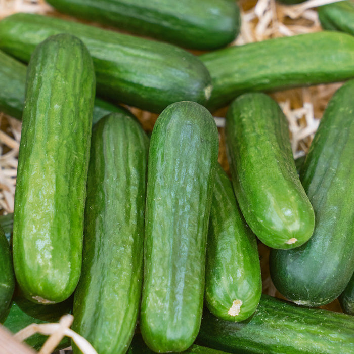 Fresh green cucumbers, healthy organic garden produce on straw.