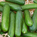 Fresh green cucumbers, healthy organic garden produce on straw.