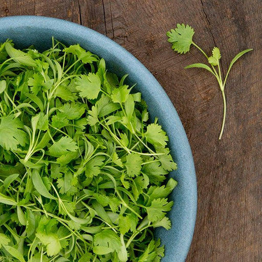 Fresh cilantro and microgreens in a blue bowl on rustic wood. Garnish for healthy recipes.