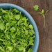 Fresh cilantro and microgreens in a blue bowl on rustic wood. Garnish for healthy recipes.