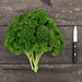 Fresh curly parsley bunch and a paring knife on a rustic wooden table. Vibrant green cooking herb.
