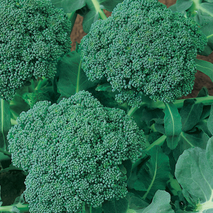 Vibrant green broccoli heads with lush leaves growing in a garden. Fresh, healthy vegetable crop.