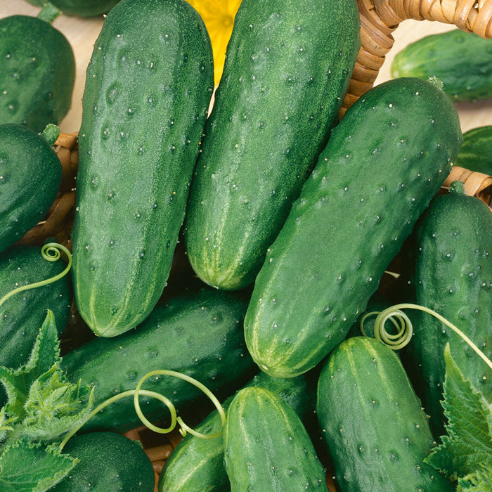 Fresh green pickling cucumbers with textured skin, leaves, and tendrils in a woven basket.