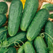 Fresh green pickling cucumbers with textured skin, leaves, and tendrils in a woven basket.
