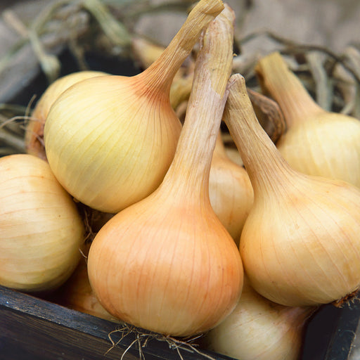 Harvested yellow onions with long dried stems and papery skins in a wooden crate. Fresh garden produce.