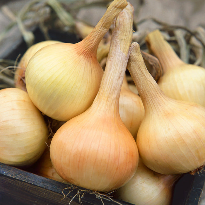 Harvested yellow onions with long dried stems and papery skins in a wooden crate. Fresh garden produce.