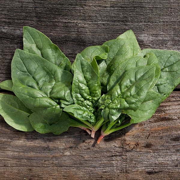 Fresh organic spinach leaves on rustic wood. Healthy green vegetable for cooking & salads.
