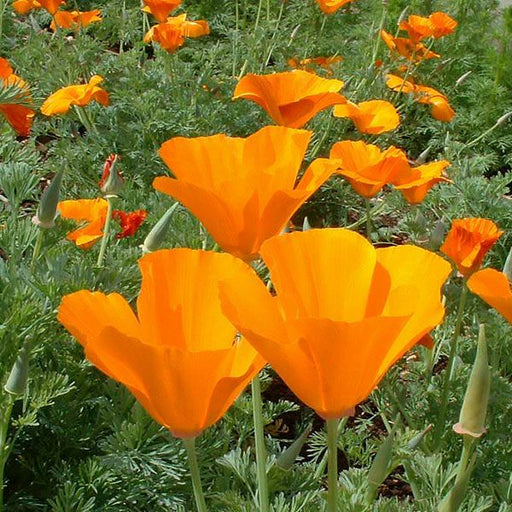 Vibrant orange California poppies blooming in a sunny garden.